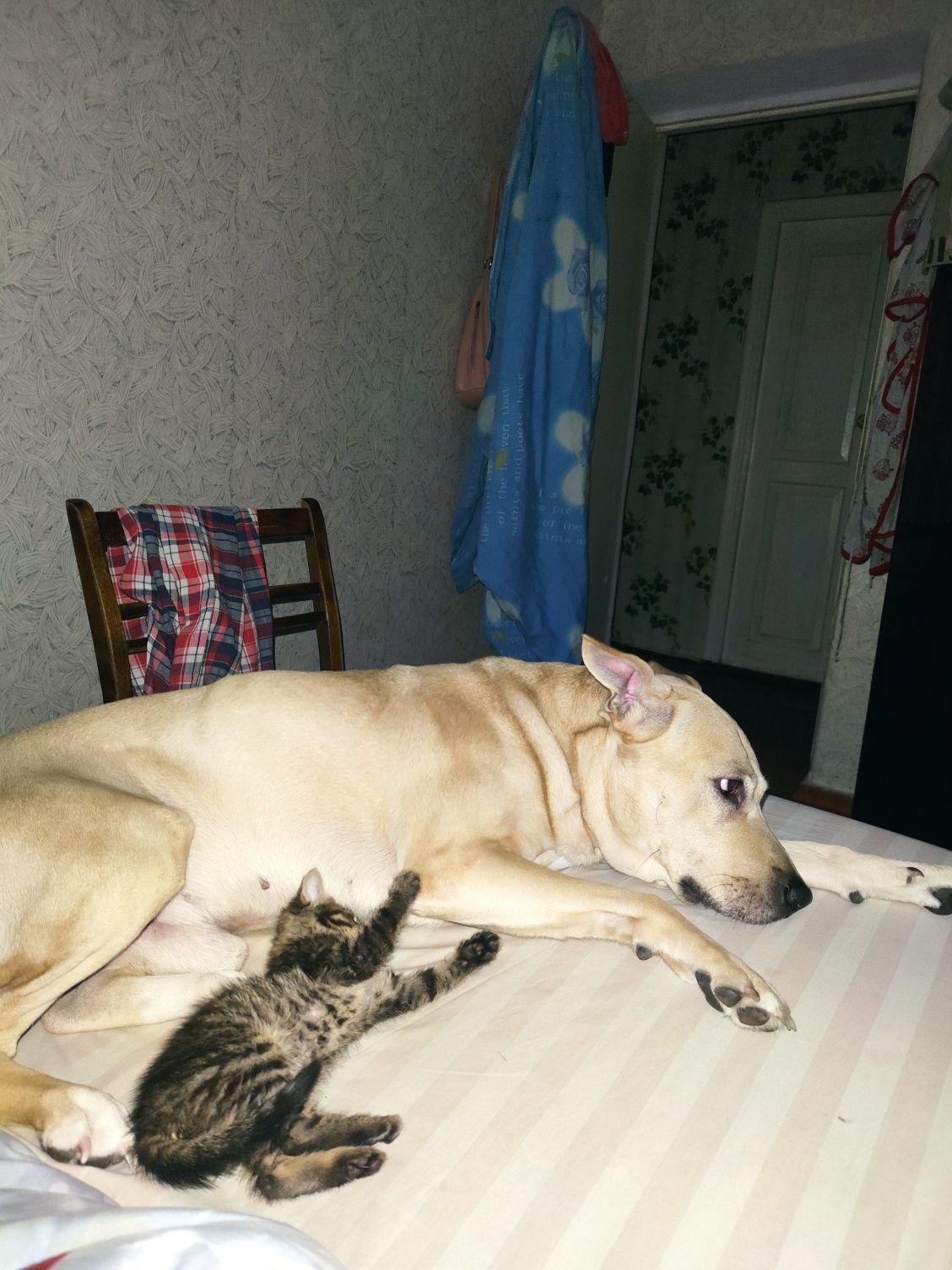 Собака в хорошие руки
