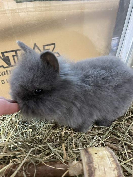 Króliki młode miniaturki/lewki! Piękne umaszczenia!