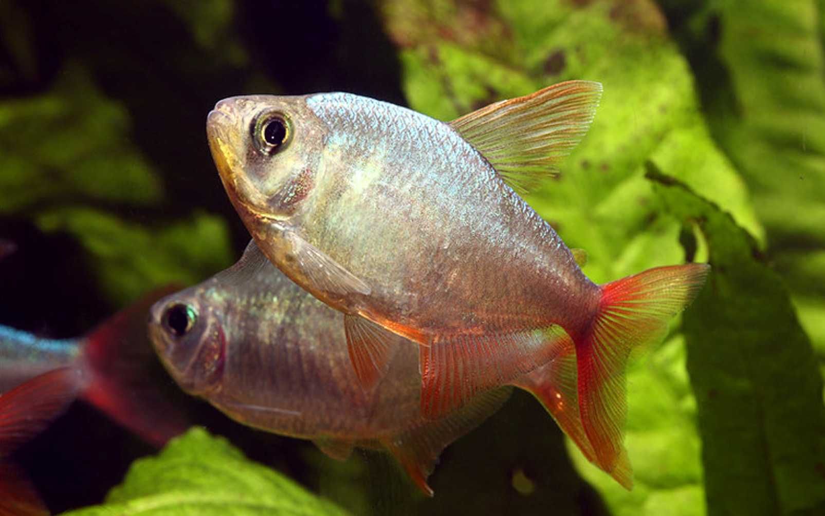 Bystrzyk kolumbijski - Hyphessobrycon columbianus - dowóz, wysyłka