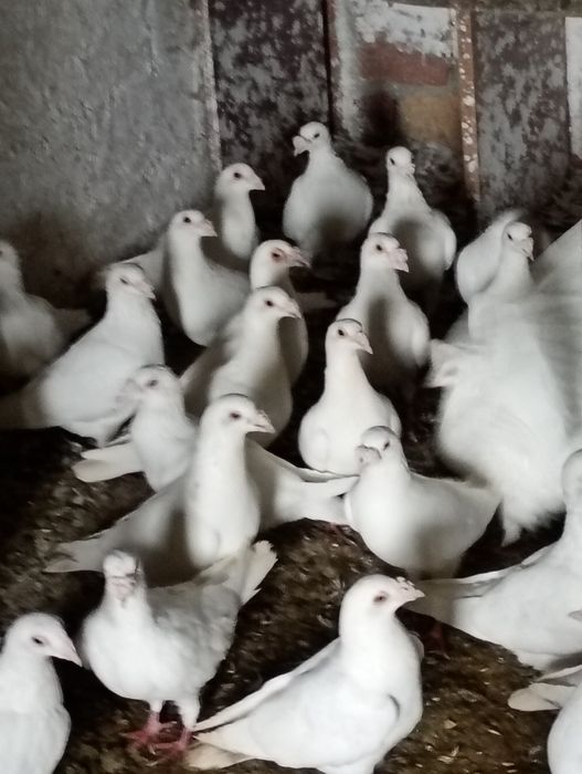 Białe pocztowe na grubym dziobie