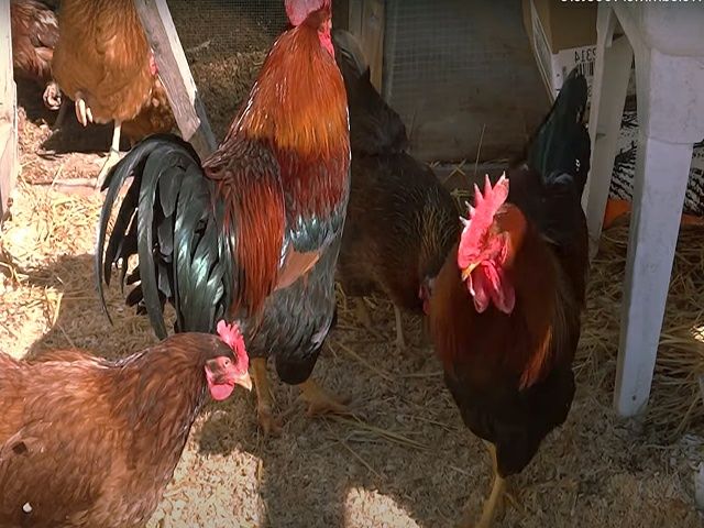 Інкубаційне яйце кур, курчата, Вельзумер