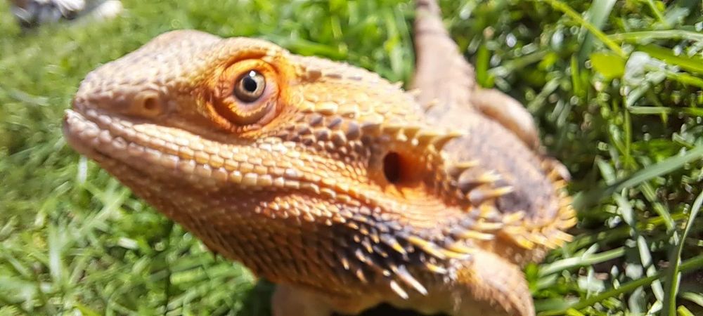 Домашній дракон агама