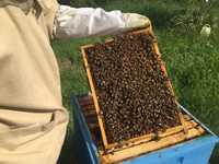 Pszczoły, rodziny pszczele z ulami