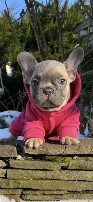 Щенки французкого бульдога