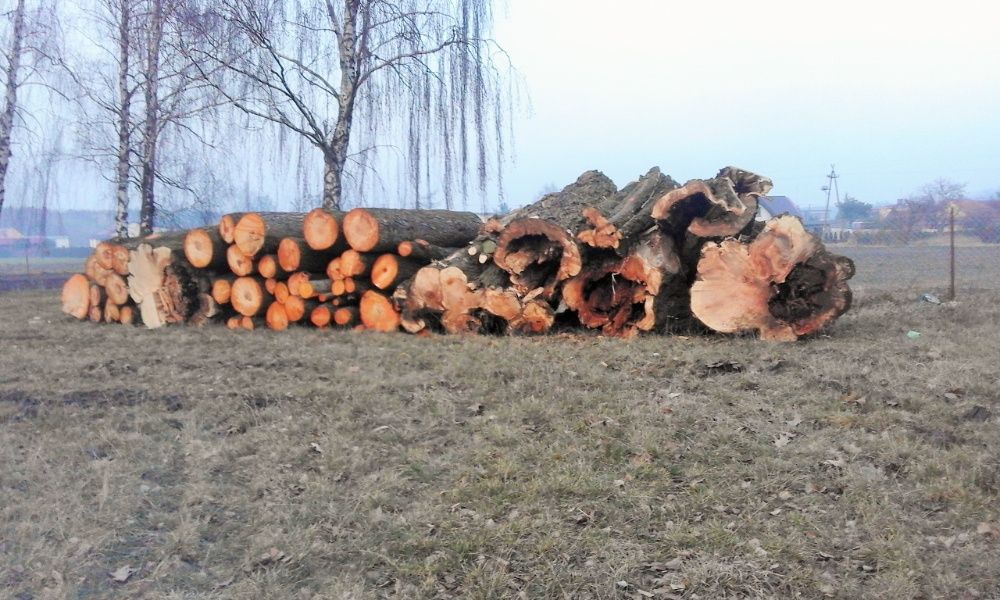 Wycinka drzew usługi rębakiem do 30 cm rębakowanie karczowanie