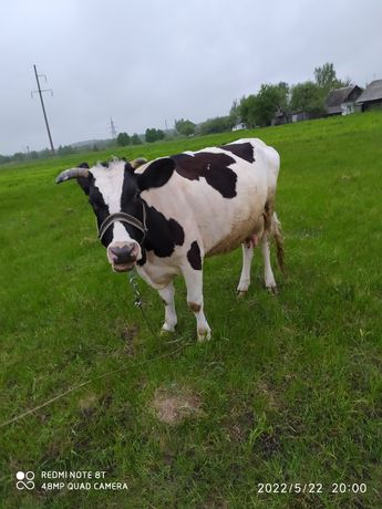 Продам корову, 26000 грн