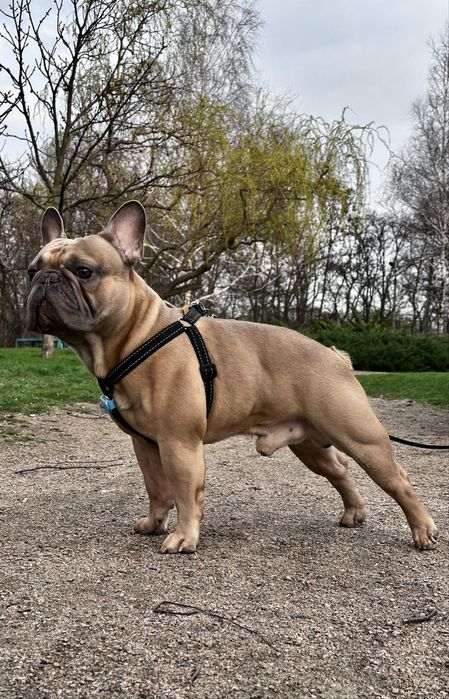 Вязка Французский бульдог