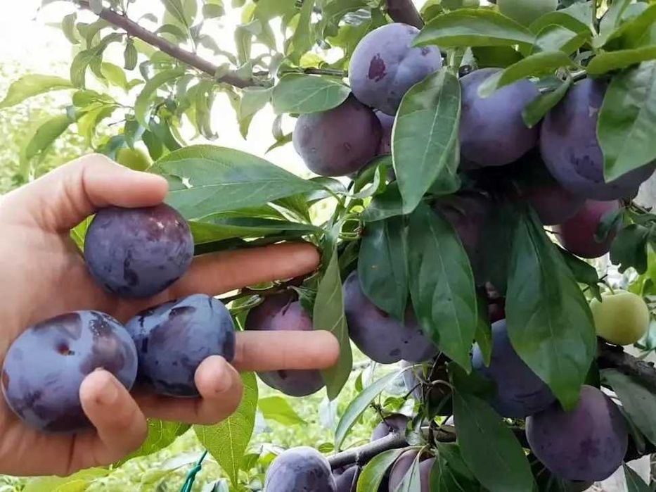 Продам саженцы Сливы Харьков