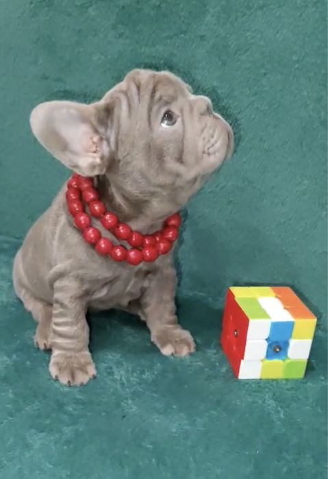 Вип! Элитная девочка Биг роп изабелла солид