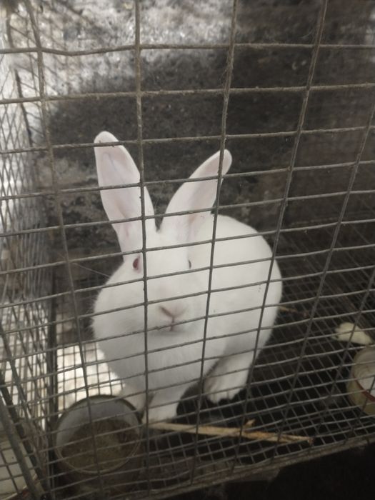 Продам кроликов разных