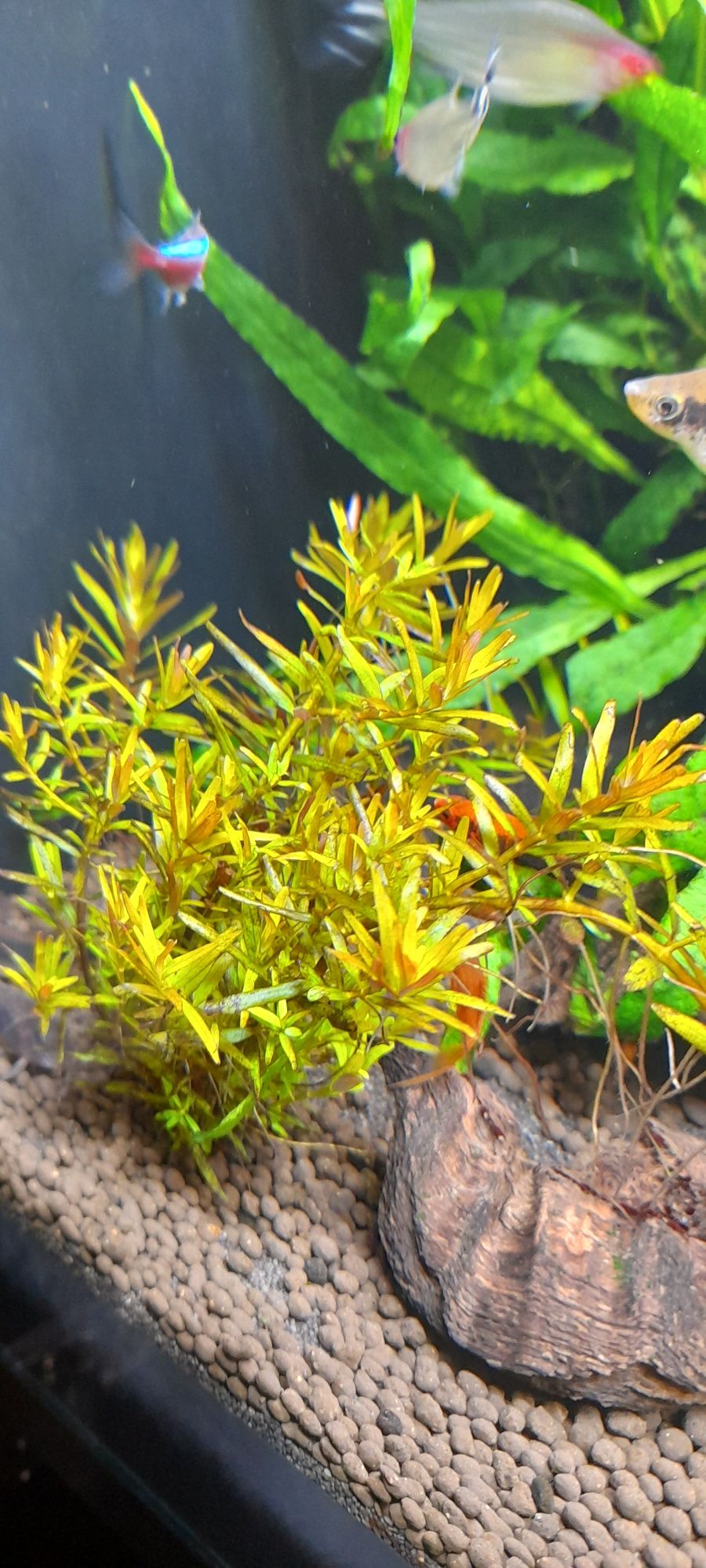 Rotala hong kong