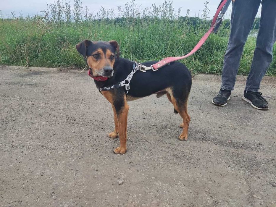 Chip -  niewidoczny, smutny i bezdomny pies - do adopcji