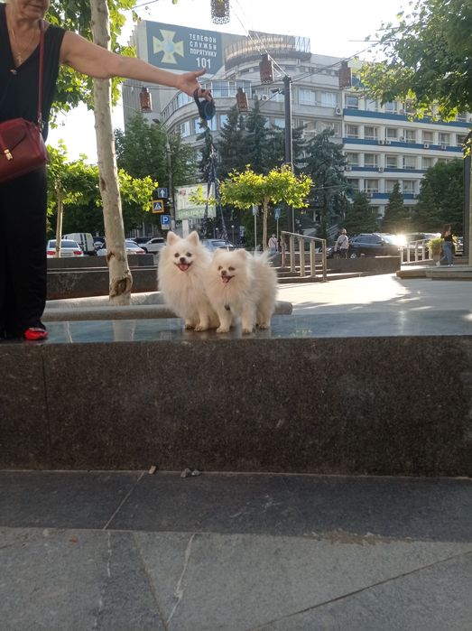 На вязку белые шпицы.