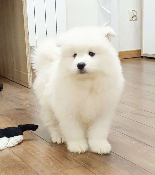 Samoyed śliczna suczka