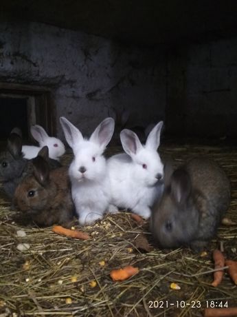 Кролики 1-5 месяцев