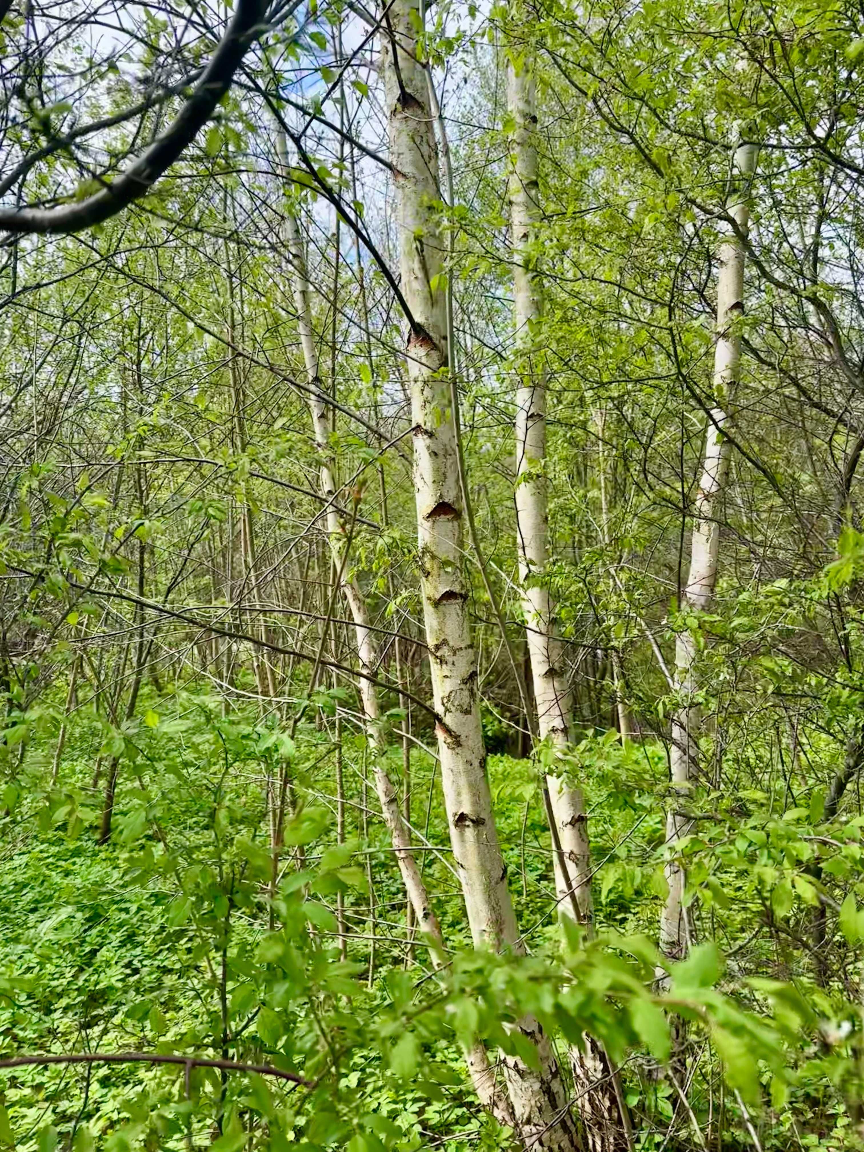 Działka na sprzedaż z fundamentami domu i budynku Lichtajny 18 arów