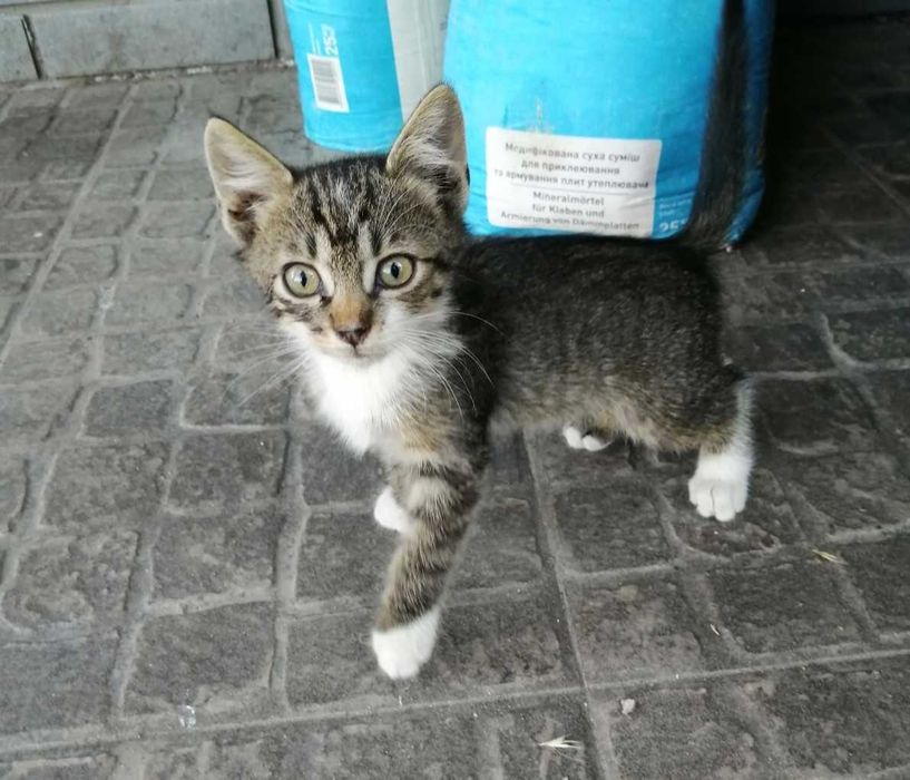 Отдам котят в добрые руки