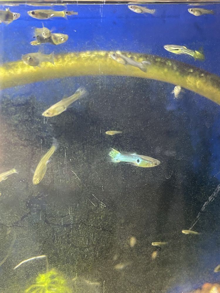 Guppys sortidos para venda