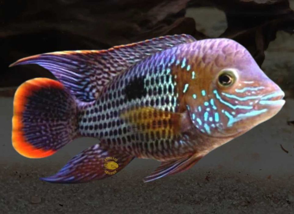 Troco por guppys