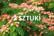 2 SZT. Albizia julibrissin – Jedwabne drzewko – Sadzonki - Albicja