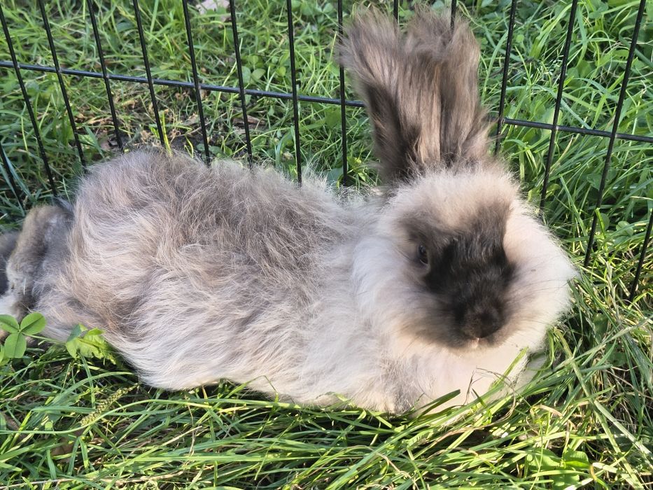 Angora angielska YORCZEK Króliki miniaturki