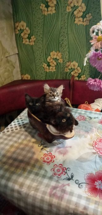 Кошенята в добрі руки