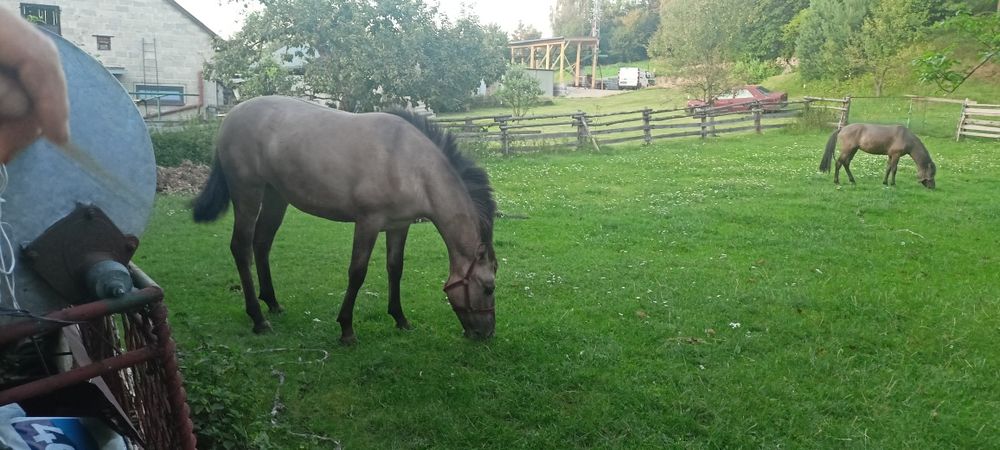 Sprzedam klacz konik polski