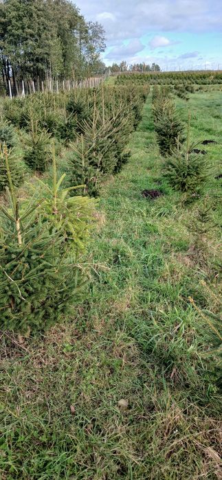 choinki świerk pospolity