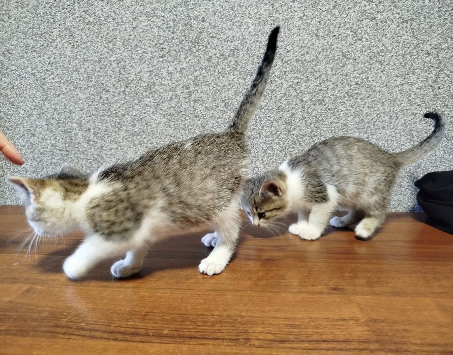 Oddam kotki za darmo