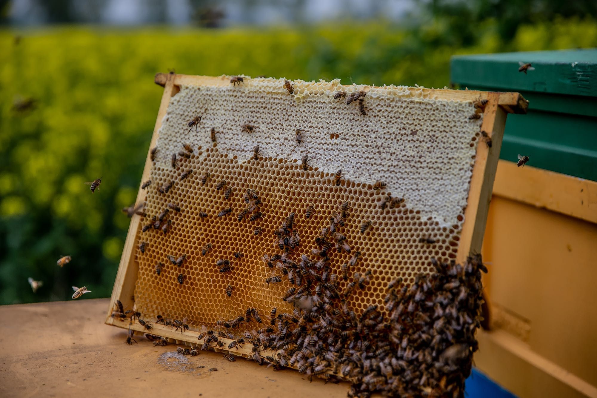 Miód akacjowy z własnej pasieki, zbiór 2023, 950g