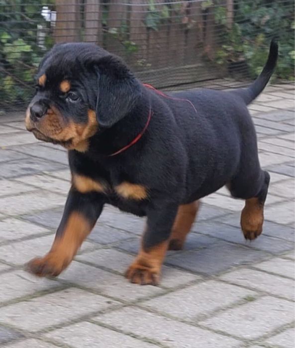 Szczenię Rottweiler ZKwP/FCI