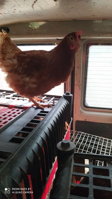 Курка ломан Браун