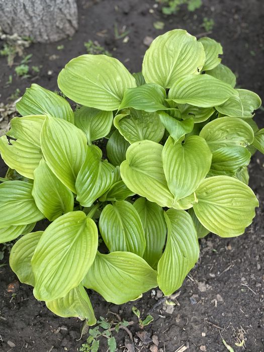 Хоста, вулична рослина