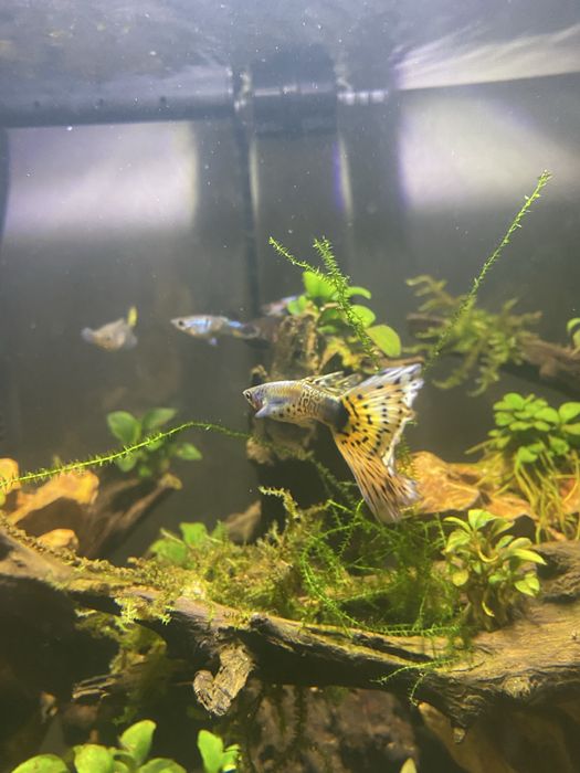 Rybka gupik kolorowe