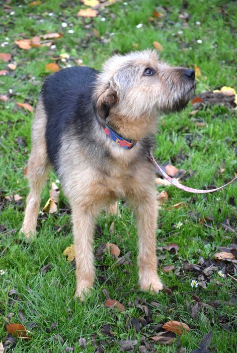 Śliczna, przekochana,grzeczna,tulaśna,młoda, bezdomna sunia szuka domu