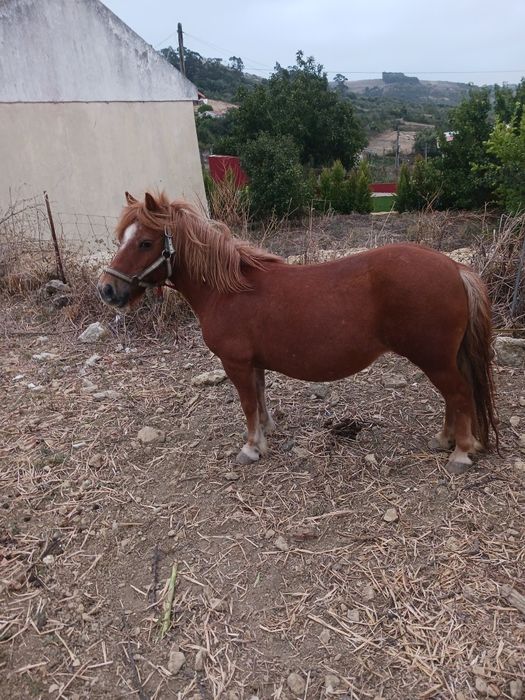 Vendo pónei fêmea com charrete