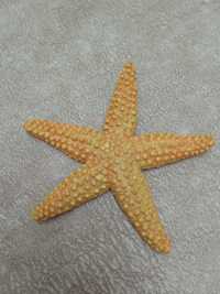 Морская звезда Safari Ltd (морские обитатели)