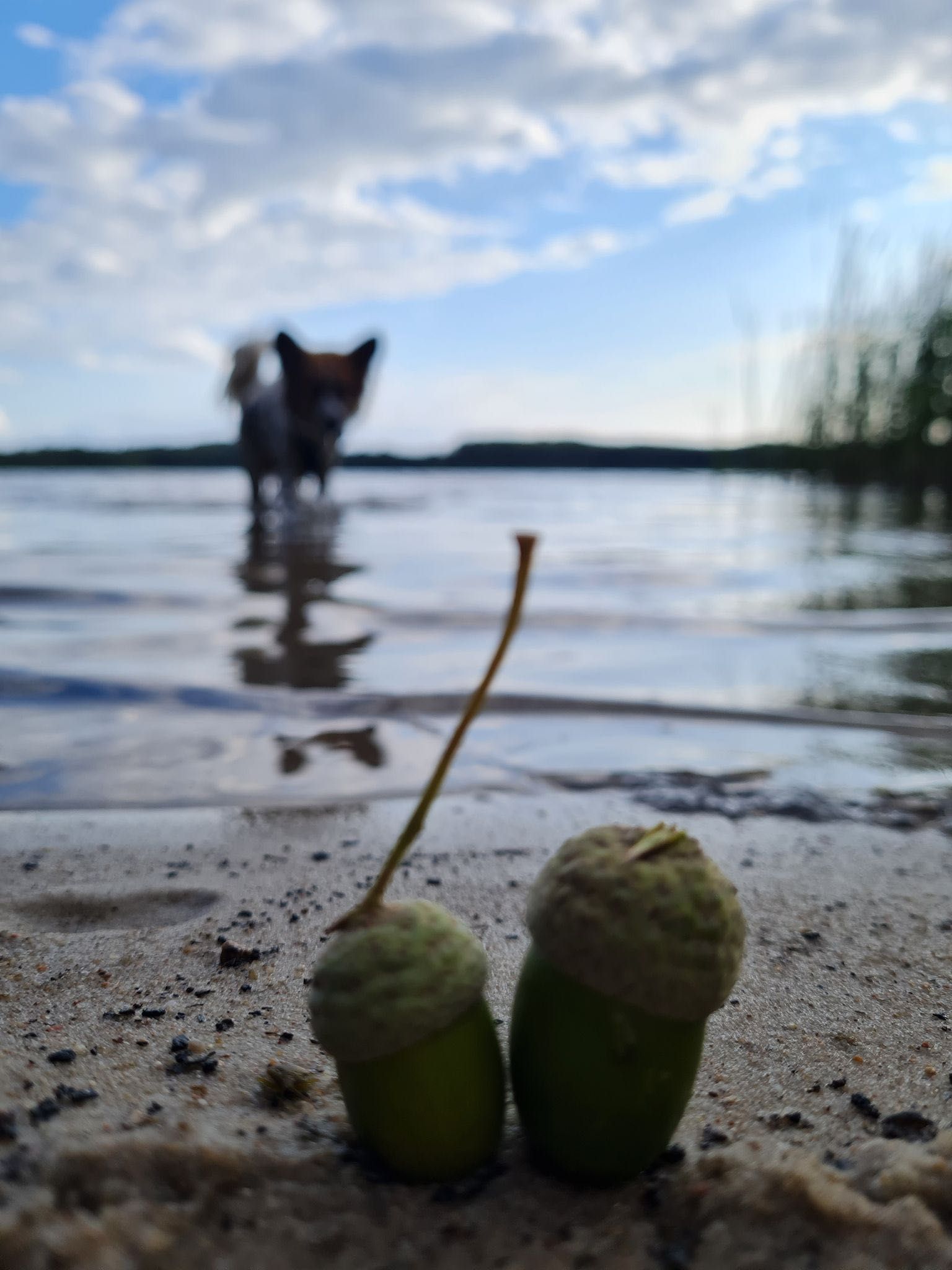 Domek „SIELANKA”,Pojezierze Drawskie, nad jeziorem, na WYŁĄCZNOŚĆ