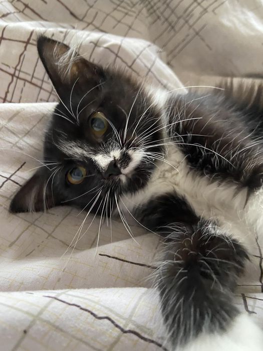 Котенок подросток бесплатно. Кошка. Котята даром. Кошечка.