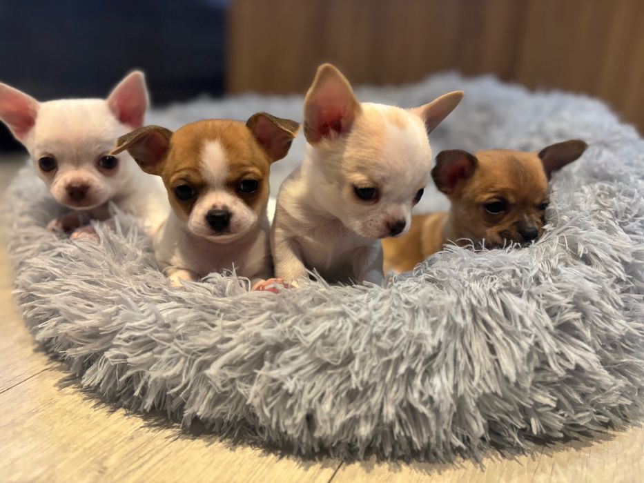 Piesek chihuahua