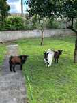 Cabras e bode anão