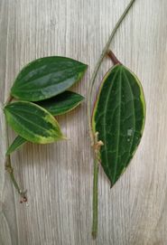 Hoya macrophylla albomarginata