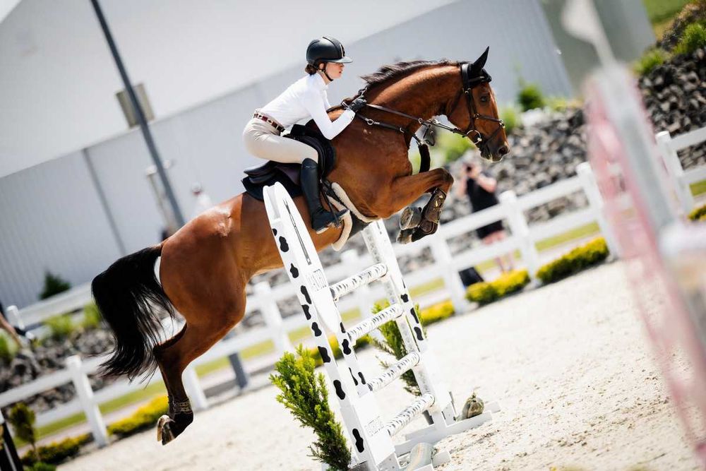 Koń sportowy wałach 13 lat skoki na sprzedaż do wprowadzenia w sport