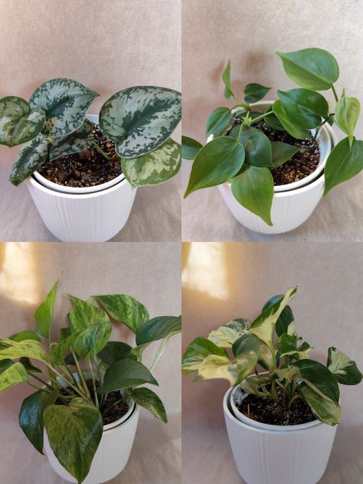 Эпипремнум, епіпремнум, сциндаптус, філодендрон неон, енджой, Глобал г