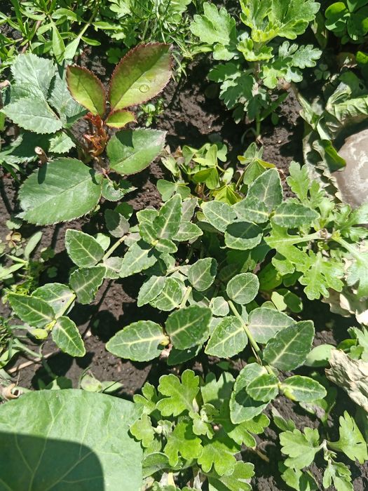 Бересклет (два види: жовто-зелений і біло-зелений)