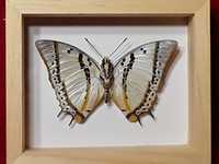 Motyl w ramce , gablotce 12 x 10 cm . Polyura nepenthes - 85 mm .