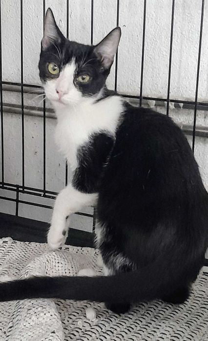 Gatinhas para adoção consciente