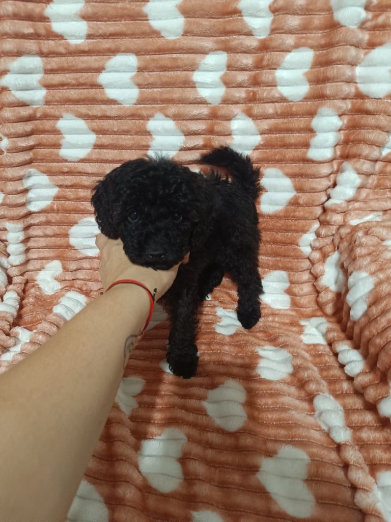 Pudel Miniaturowy/Toy sunia Cindy MALEŃKA  JUŻ DO ODBIORU