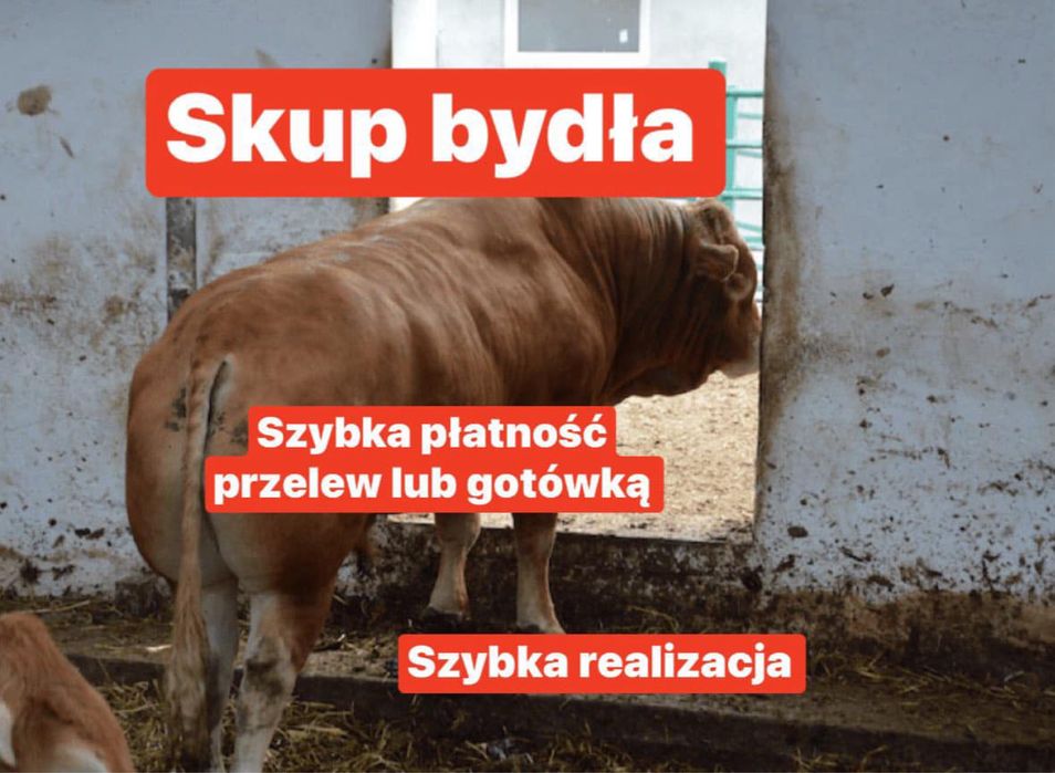 Byki krowy jałówki odsatki