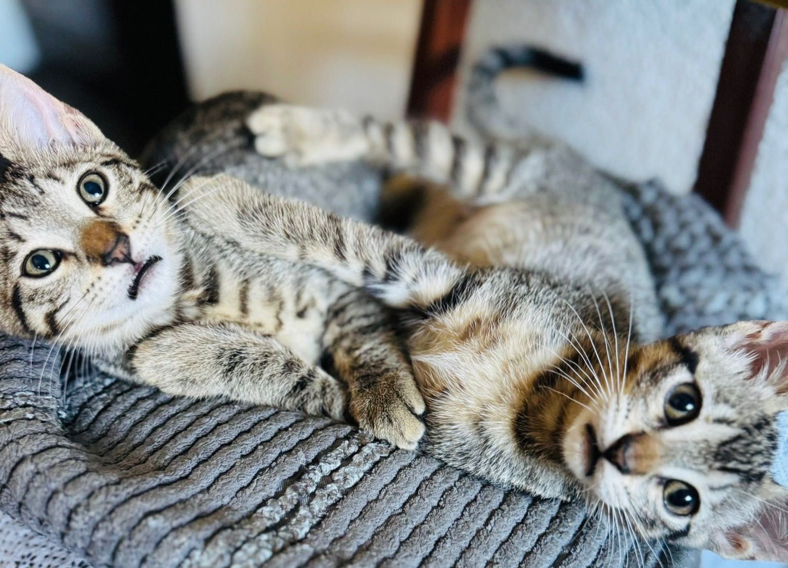Gatinhas para adoção